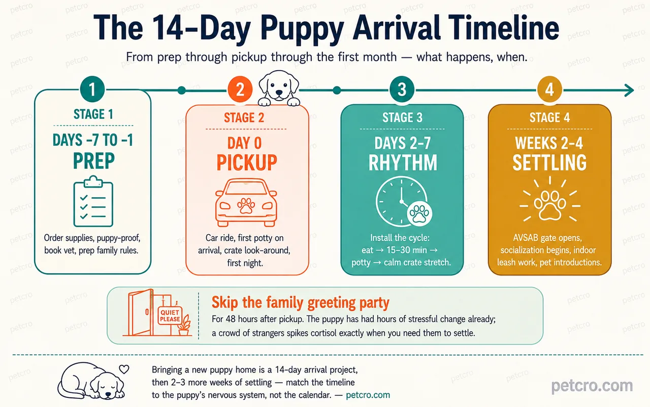 Horizontal 4-stage roadmap for the 14-day puppy arrival timeline plus weeks 2-4 settling. Stage 1 DAYS -7 TO -1 PREP (cream with teal border): order supplies, puppy-proof, book vet, prep family rules — clipboard icon. Stage 2 DAY 0 PICKUP (orange — the pivot moment): car ride, first potty on arrival, crate look-around, first night — car-with-paw icon. Stage 3 DAYS 2-7 RHYTHM (brand teal): install the cycle eat → 15-30 min → potty → calm crate stretch — clock-with-paw icon. Stage 4 WEEKS 2-4 SETTLING (golden brown): AVSAB gate opens, socialization begins, indoor leash work, pet introductions — radiating-paw icon. Mint quiet-room callout: Skip the family greeting party for 48 hours after pickup, the puppy has had hours of stressful change already, a crowd of strangers spikes cortisol exactly when you need them to settle. Caption: Bringing a new puppy home is a 14-day arrival project, then 2-3 more weeks of settling — match the timeline to the puppy's nervous system, not the calendar.