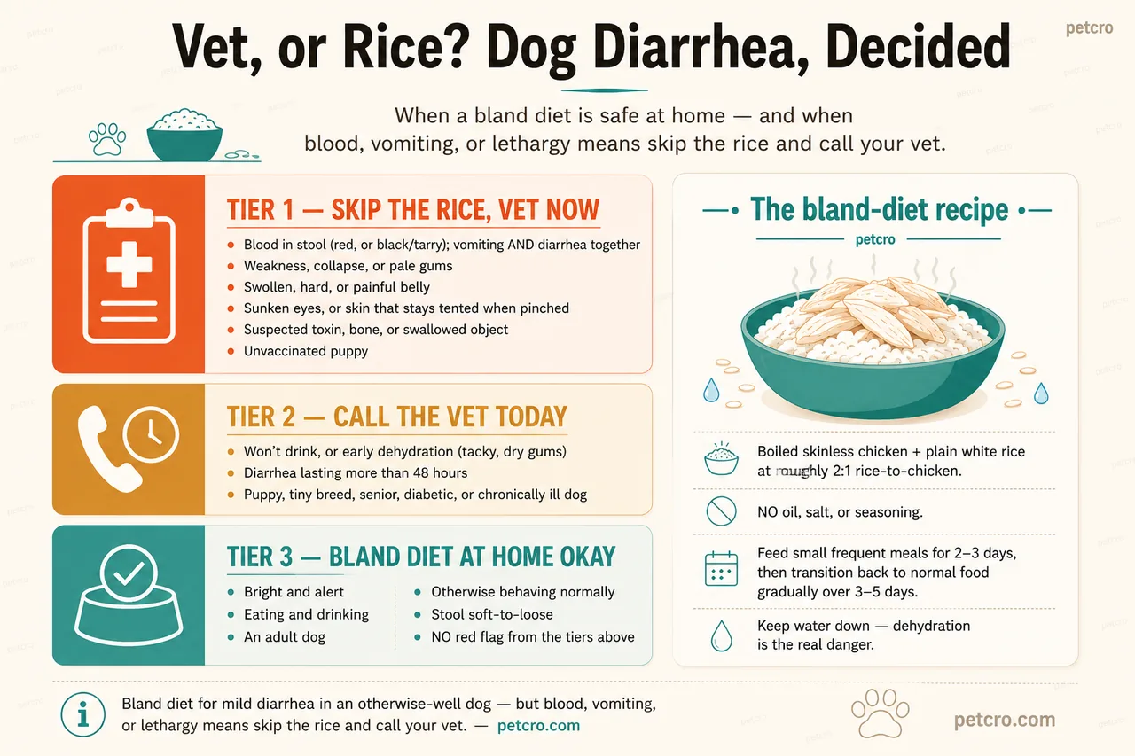 Decision guide for a dog with diarrhea: does it need the vet, or is a bland diet at home okay? Three color-coded tiers. Red, SKIP THE RICE — VET NOW: blood in the stool (fresh red or black and tarry), vomiting and diarrhea together, weakness, collapse or pale gums, a swollen, hard or painful belly, profuse watery 'shooting' diarrhea, sunken eyes or skin that stays tented (dehydration), a suspected toxin, bone or swallowed object, or an unvaccinated puppy. Amber, CALL THE VET TODAY: won't drink or early dehydration (tacky, dry gums), diarrhea lasting more than 48 hours, or a young puppy, tiny breed, senior, diabetic or chronically-ill dog. Green, BLAND DIET AT HOME IS OK: a bright, playful adult that's eating, drinking and otherwise normal, with soft-to-loose stool and no red-flag sign. Recipe card: boiled skinless chicken and plain white rice, about 2 parts rice to 1 part chicken, no oil, salt or seasoning, in small frequent meals for 2 to 3 days, with fresh water always available. Hydration is the real danger with diarrhea — keep water down.