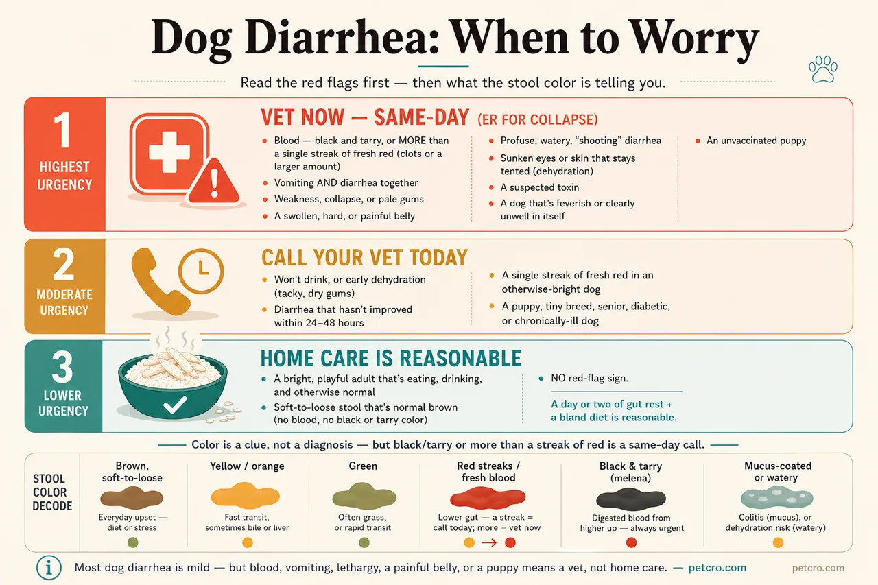Master triage for dog diarrhea with three urgency tiers and a stool-color decode. Tier 1, VET NOW same-day (ER for collapse): blood that is black and tarry or more than a single streak of fresh red, vomiting and diarrhea together, weakness or pale gums, a swollen hard or painful belly, profuse watery shooting diarrhea, sunken eyes or skin that stays tented from dehydration, a suspected toxin, a feverish or clearly unwell dog, or an unvaccinated puppy. Tier 2, CALL YOUR VET TODAY: won't drink or early dehydration, diarrhea not improved within 24 to 48 hours, a single streak of fresh red in an otherwise-bright dog, or a puppy, tiny breed, senior, diabetic, or chronically-ill dog. Tier 3, HOME CARE IS REASONABLE: a bright, playful adult that's eating and drinking with soft-to-loose normal-brown stool and no red flag. Stool-color decode: brown soft-to-loose is an everyday upset from diet or stress; yellow or orange is fast transit, sometimes bile or liver; green is often grass or rapid transit; red streaks or fresh blood is lower-gut, a streak means call today and more means vet now; black and tarry (melena) is digested blood from higher up and always urgent; mucus-coated or watery means colitis or a dehydration risk.