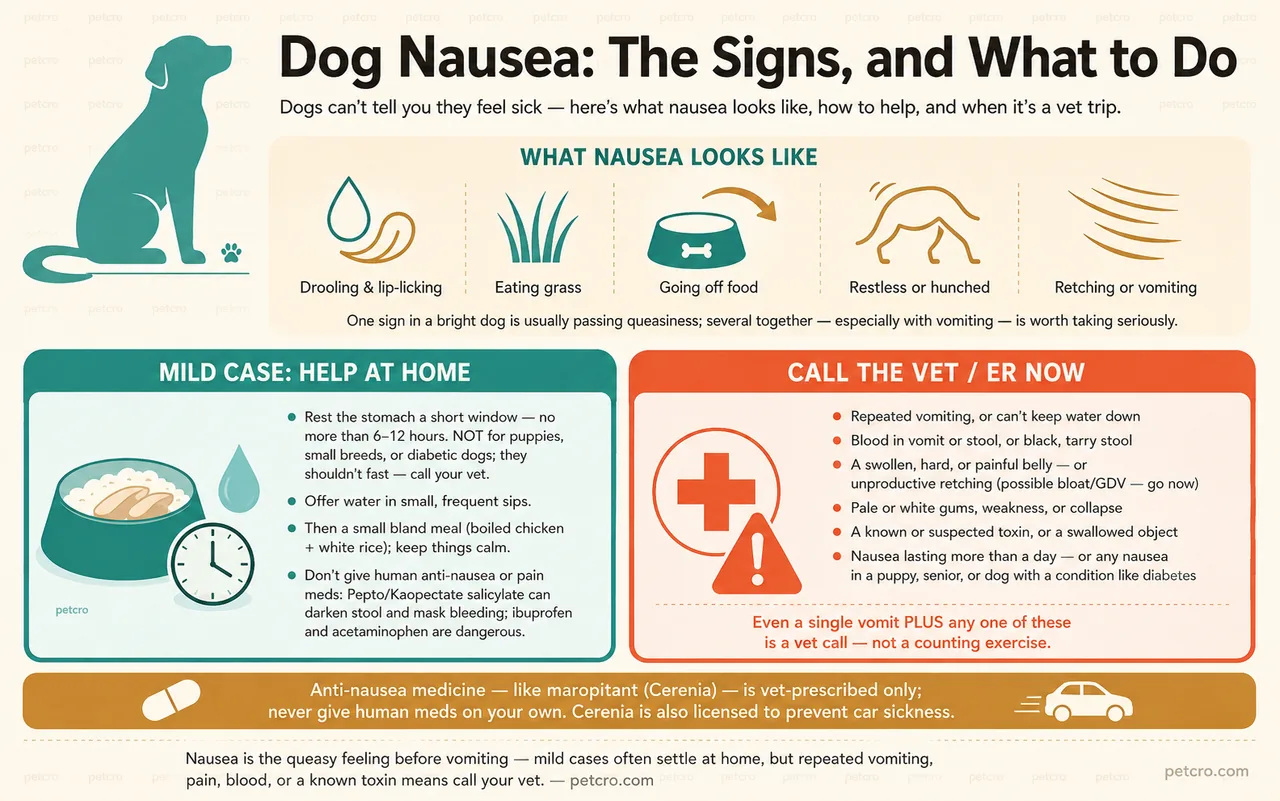 Guide to dog nausea: the visible signs, how to help, and when it's a vet trip. What nausea looks like, since dogs can't tell you: drooling and lip-licking, eating grass, going off food, restlessness or a hunched posture, and retching or vomiting — one sign in a bright dog is usually passing queasiness, several together is worth taking seriously. MILD CASE, help at home: rest the stomach a short window, no more than 6 to 12 hours (not for puppies, small breeds, or diabetic dogs, who shouldn't fast — call the vet); offer water in small frequent sips; then a small bland meal of boiled chicken and white rice; keep things calm; and don't give human anti-nausea or pain meds, because Pepto or Kaopectate salicylate can darken stool and mask bleeding and ibuprofen and acetaminophen are dangerous. CALL THE VET or ER now: repeated vomiting or can't keep water down, blood in vomit or stool or black tarry stool, a swollen hard or painful belly or unproductive retching (possible bloat or GDV), pale or white gums, weakness or collapse, a known or suspected toxin or swallowed object, or nausea lasting more than a day or in a puppy, senior, or dog with a condition like diabetes. Anti-nausea medicine like maropitant (Cerenia) is vet-prescribed only and is also licensed to prevent car sickness.