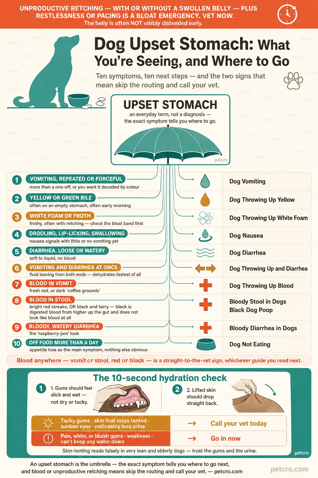 Router for dog upset stomach: ten symptoms and where each one leads. Bloat warning: unproductive retching — with or without a swollen belly — plus restlessness or pacing is a bloat emergency, vet now, and the belly is often not visibly distended early. Upset stomach is an everyday term, not a diagnosis, so the exact symptom tells you where to go. The ten routes: vomiting that's repeated or forceful, more than a one-off or you want it decoded by color, goes to dog vomiting; yellow or green bile, often on an empty stomach and often early morning, goes to dog throwing up yellow; white foam or froth, frothy and often with retching, check the bloat signs first, goes to dog throwing up white foam; drooling, lip-licking and swallowing, nausea signals with little or no vomiting yet, goes to dog nausea; diarrhea that's loose or watery, soft to liquid with no blood, goes to dog diarrhea; vomiting and diarrhea at once, fluid leaving from both ends and dehydrating fastest of all, goes to dog throwing up and diarrhea; blood in vomit, fresh red or dark coffee grounds, goes to dog throwing up blood; blood in stool, bright red streaks or black and tarry, where black is digested blood from higher up the gut and does not look like blood at all, goes to bloody stool in dogs and black dog poop; bloody watery diarrhea with the raspberry-jam look, goes to bloody diarrhea in dogs; and off food more than a day, appetite loss as the main symptom with nothing else obvious, goes to dog not eating. Blood anywhere — vomit or stool, red or black — is a straight-to-the-vet sign whichever guide you read next. The 10-second hydration check: gums should feel slick and wet, not dry or tacky, and lifted skin should drop straight back. Tacky gums, skin that stays tented, sunken eyes, or noticeably less urine means call your vet today; pale, white, or bluish gums, weakness, or can't keep any water down means go in now. Skin-tenting reads falsely in very lean and elderly dogs, so trust the gums and the urine.