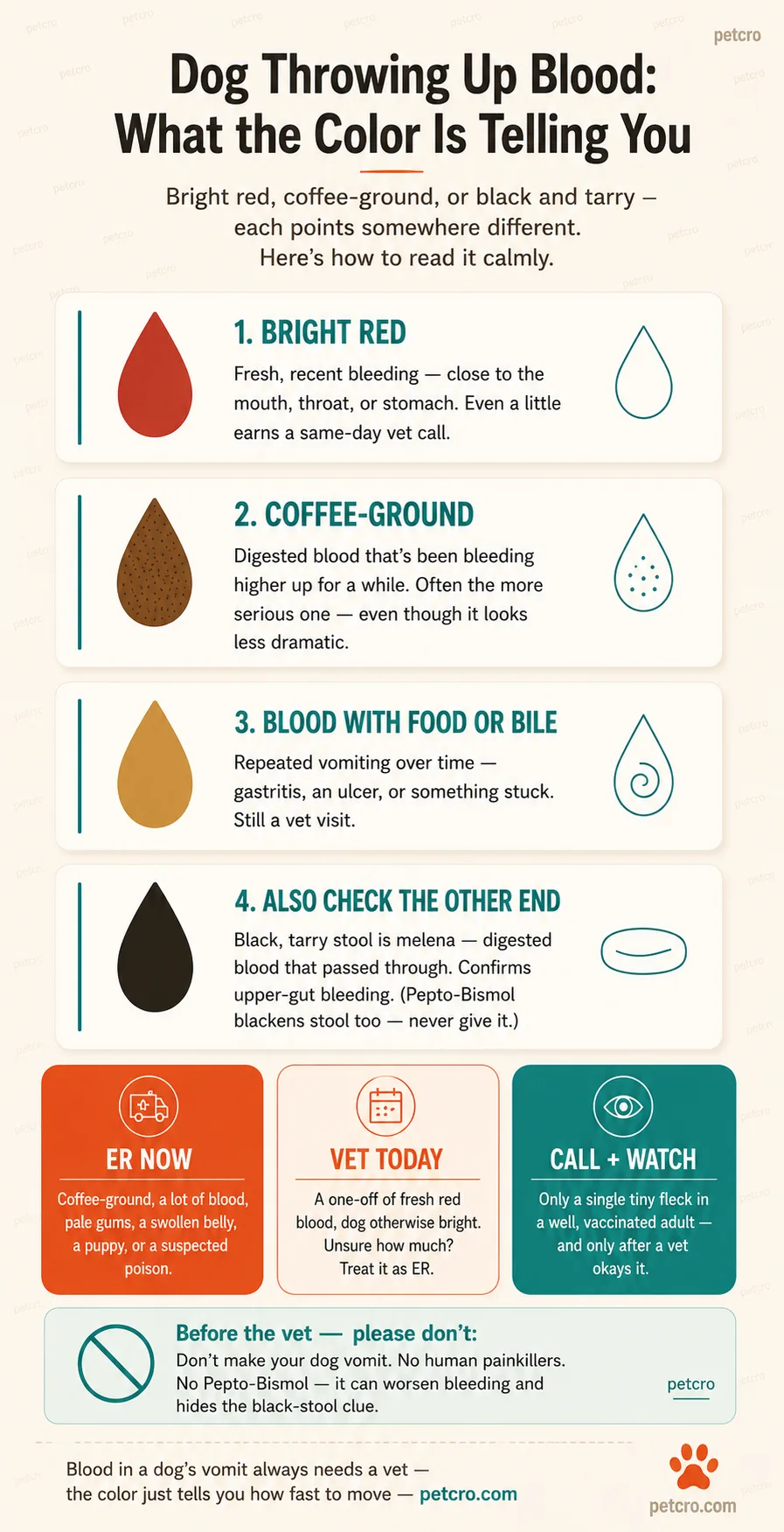 Color decode of a dog vomiting blood. Bright red: fresh, recent bleeding close to the mouth, throat, or stomach — even a little earns a same-day vet call. Coffee-ground (dark, grainy): digested blood that's been bleeding higher up for a while — often the more serious one even though it looks less dramatic. Blood with food or bile: repeated vomiting over time, pointing to gastritis, an ulcer, or an obstruction. Also check the other end — black, tarry stool is melena, digested blood that confirms upper-gut bleeding (and Pepto-Bismol blackens stool too, so never give it). Three-tier urgency: ER NOW (orange) for coffee-ground vomit, a lot of blood, pale gums, a swollen belly, a puppy, or a suspected poison; VET TODAY for a one-off of fresh red blood in an otherwise bright dog; CALL AND WATCH (teal) only for a single tiny fleck in a well, vaccinated adult after a vet okays it. Before the vet, don't: don't induce vomiting, no human painkillers (ibuprofen, aspirin), and no Pepto-Bismol — it can worsen bleeding and hides the black-stool clue.