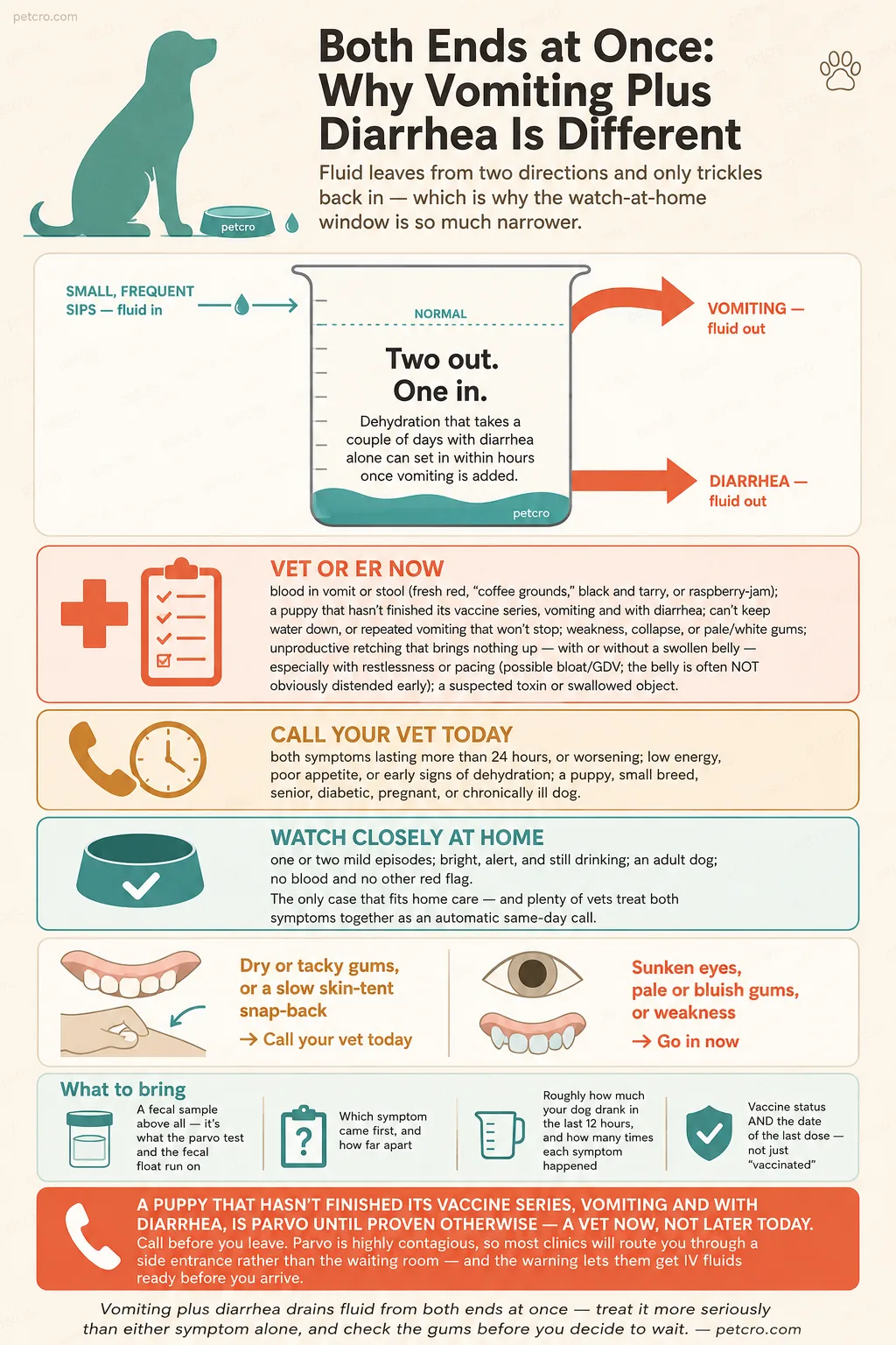 Why vomiting plus diarrhea together is different in dogs. The fluid maths: small frequent sips go in while vomiting and diarrhea both take fluid out — two out, one in — so dehydration that takes a couple of days with diarrhea alone can set in within hours once vomiting is added. VET OR ER NOW: blood in vomit or stool (fresh red, coffee grounds, black and tarry, or raspberry-jam); a puppy that hasn't finished its vaccine series, vomiting and with diarrhea; can't keep water down, or repeated vomiting that won't stop; weakness, collapse, or pale or white gums; unproductive retching that brings nothing up, with or without a swollen belly, especially with restlessness or pacing (possible bloat or GDV, and the belly is often not obviously distended early); a suspected toxin or swallowed object. CALL YOUR VET TODAY: both symptoms lasting more than 24 hours, or worsening; low energy, poor appetite, or early signs of dehydration; a puppy, small breed, senior, diabetic, pregnant, or chronically ill dog. WATCH CLOSELY AT HOME: one or two mild episodes, bright, alert, and still drinking, an adult dog, no blood and no other red flag — the only case that fits home care, and plenty of vets treat both symptoms together as an automatic same-day call. Dehydration read-out: dry or tacky gums, or a slow skin-tent snap-back, means call your vet today; sunken eyes, pale or bluish gums, or weakness means go in now. What to bring to the clinic: a fecal sample above all, since it's what the parvo test and the fecal float run on; which symptom came first and how far apart; roughly how much your dog drank in the last 12 hours and how many times each symptom happened; and vaccine status plus the date of the last dose, not just vaccinated. A puppy that hasn't finished its vaccine series, vomiting and with diarrhea, is parvo until proven otherwise — a vet now, not later today. Call before you leave, because parvo is highly contagious, so most clinics will route you through a side entrance rather than the waiting room, and the warning lets them get IV fluids ready before you arrive.