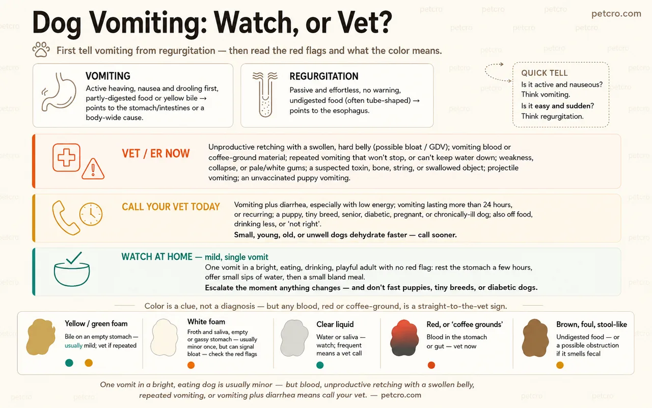 Master guide to dog vomiting with a vomiting-versus-regurgitation tell, three urgency tiers, and a vomit-color decode. Vomiting is active heaving with nausea and drooling first, partly-digested food or yellow bile, pointing to the stomach, intestines, or a body-wide cause; regurgitation is passive and effortless with no warning, undigested food often tube-shaped, pointing to the esophagus. VET / ER NOW: unproductive retching with a swollen hard belly (possible bloat/GDV), vomiting blood or coffee-ground material, repeated vomiting that won't stop or can't keep water down, weakness, collapse, or pale/white gums, a suspected toxin, bone, string, or swallowed object, projectile vomiting, or an unvaccinated puppy vomiting. CALL YOUR VET TODAY: vomiting plus diarrhea especially with low energy, vomiting lasting more than 24 hours or recurring, a puppy, tiny breed, senior, diabetic, pregnant, or chronically-ill dog, or a dog off food, drinking less, or not right — small, young, old, or unwell dogs dehydrate faster, so call sooner. WATCH AT HOME for one vomit in a bright, eating, drinking, playful adult with no red flag: rest the stomach a few hours, offer small sips of water, then a small bland meal, and escalate the moment anything changes (don't fast puppies, tiny breeds, or diabetic dogs). Color decode: yellow or green foam is bile on an empty stomach, usually mild but see a vet if repeated; white foam is froth and saliva from an empty or gassy stomach, usually minor once but can signal bloat; clear liquid is water or saliva, watch but frequent means a vet call; red or coffee-ground material is blood in the stomach or gut, vet now; brown, foul, stool-like is undigested food or a possible obstruction if it smells fecal. Color is a clue, not a diagnosis, but any blood is a straight-to-the-vet sign.