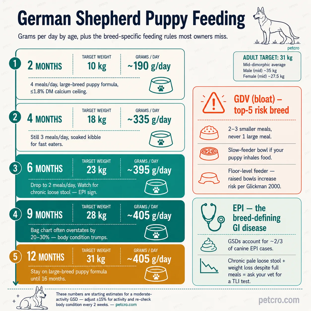 5-stage German Shepherd puppy feeding progression by age plus 2 breed-specific callouts. Adult target 31 kg mid-dimorphic average (male mid ~35 kg, female mid ~27.5 kg). Stage 1 2 MONTHS 10 kg ~190 g/day (cream with teal border): 4 meals/day, large-breed puppy formula, ≤1.8% DM calcium ceiling. Stage 2 4 MONTHS 18 kg ~335 g/day: still 3 meals/day, soaked kibble for fast eaters. Stage 3 6 MONTHS 23 kg ~395 g/day (brand teal): drop to 2 meals/day, watch for chronic loose stool — EPI sign. Stage 4 9 MONTHS 28 kg ~405 g/day: bag chart often overstates by 20-30%, body condition trumps. Stage 5 12 MONTHS 31 kg ~405 g/day (golden brown): stay on large-breed puppy formula until 16 months. Coral GDV-bloat callout: top-5 risk breed, 2-3 smaller meals never 1 large meal, slow-feeder bowl if your puppy inhales food, floor-level feeder — raised bowls increase risk per Glickman 2000. Mint EPI breed-defining-GI-disease callout: GSDs account for ~2/3 of canine EPI cases, chronic pale loose stool + weight loss despite full meals = ask your vet for a TLI test. Caption: starting estimates for a moderate-activity GSD — adjust ±15% for activity and re-check body condition every 2 weeks.