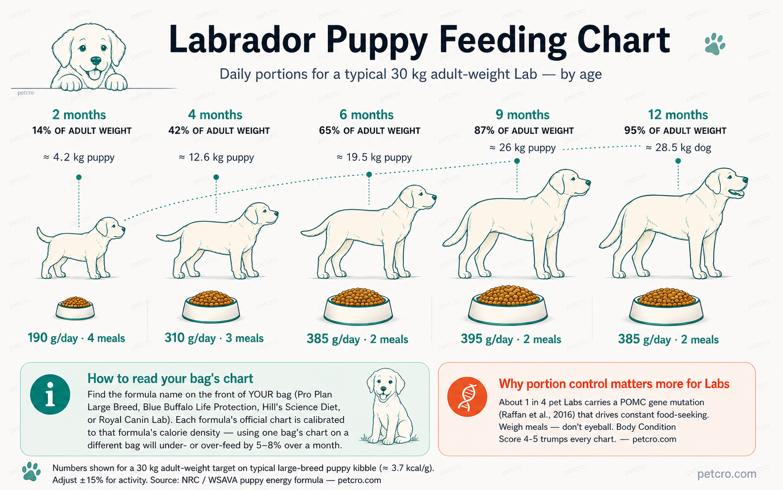 Labrador puppy feeding chart timeline — five growth stages from 2 to 12 months for a 30 kg adult-weight Lab. At 2 months a 4.2 kg puppy needs 190 g/day across 4 meals; at 4 months a 12.6 kg puppy needs 310 g/day on 3 meals; at 6 months a 19.5 kg puppy needs 385 g/day on 2 meals; at 9 months a 26 kg puppy needs 395 g/day on 2 meals; at 12 months a 28.5 kg dog needs 385 g/day on 2 meals. Includes a callout that about 1 in 4 pet Labs carries a POMC gene mutation driving constant food-seeking, so portions must be weighed not eyeballed.