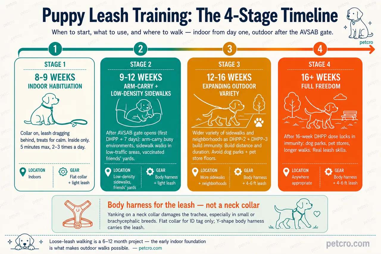 Horizontal 4-stage puppy leash-training timeline with LOCATION + GEAR sub-bars per stage; color intensifies cream→teal→golden brown→orange as outdoor access expands. Stage 1 8-9 WEEKS INDOOR HABITUATION (cream with teal border): collar on, leash dragging behind, treats for calm, inside only, 5 minutes max 2-3 times a day. Location indoors, gear flat collar + light leash. Stage 2 9-12 WEEKS ARM-CARRY + LOW-DENSITY SIDEWALKS (brand teal): after AVSAB gate opens (first DHPP + 7 days) arm-carry busy environments, sidewalk walks in low-traffic areas, vaccinated friends' yards. Location low-density sidewalks and friends' yards, gear body harness + light leash. Stage 3 12-16 WEEKS EXPANDING OUTDOOR VARIETY (golden brown): wider variety of sidewalks and neighborhoods as DHPP-2 and DHPP-3 build immunity, build distance and duration, avoid dog parks and pet store floors. Location more sidewalks and neighborhoods, gear body harness + 4-6 ft leash. Stage 4 16+ WEEKS FULL FREEDOM (orange): after 16-week DHPP dose locks in immunity dog parks, pet stores, longer walks, real leash skills. Location anywhere appropriate, gear body harness + 4-6 ft leash. Mint body-harness callout with coral harness illustration: yanking on a neck collar damages the trachea especially in small or brachycephalic breeds, flat collar for ID tag only, Y-shape body harness carries the leash. Caption: Loose-leash walking is a 6-12 month project — the early indoor foundation is what makes outdoor walks possible.