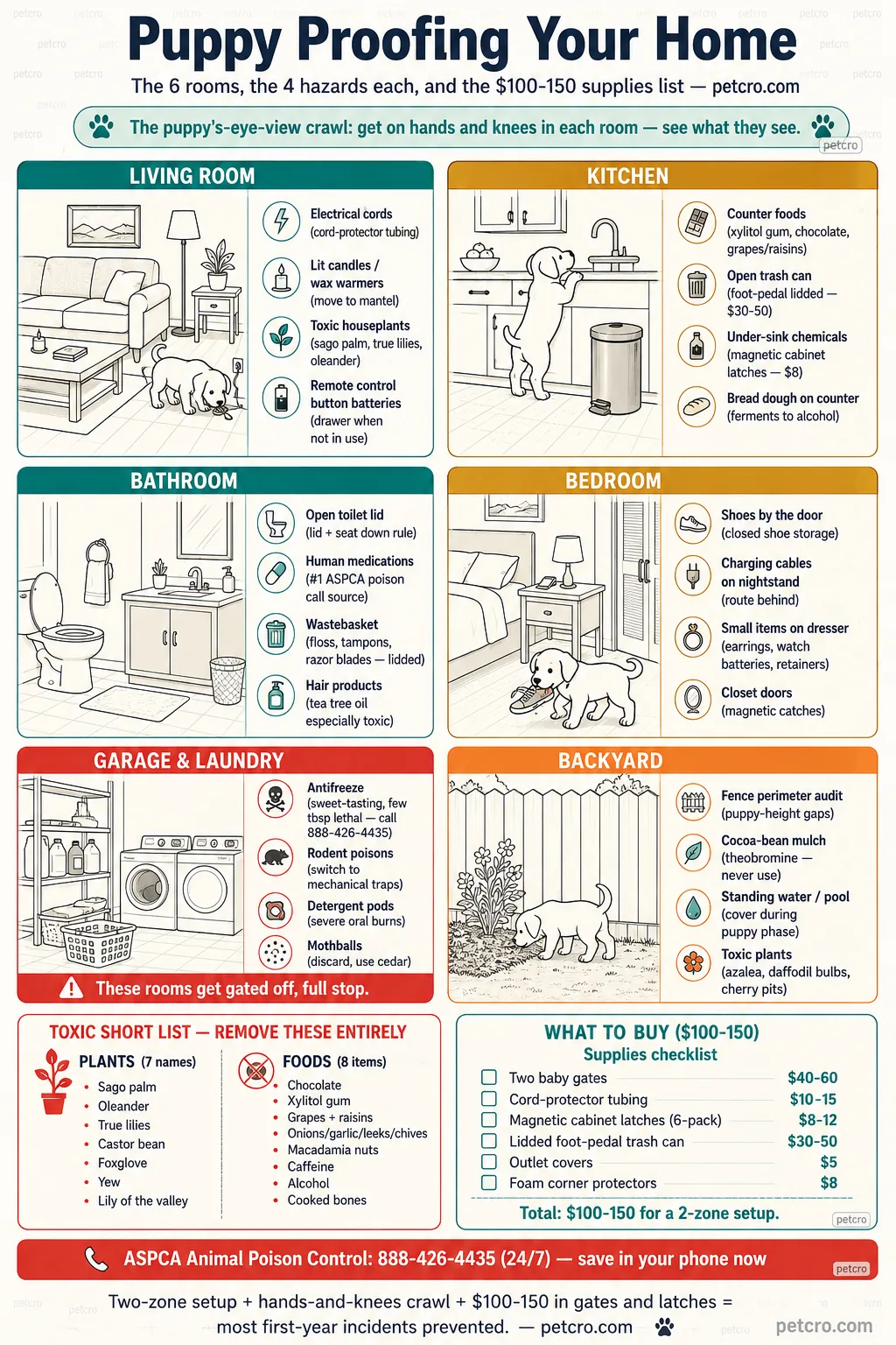 Puppy proofing your home room-by-room infographic. 2x3 grid of room cards each showing a line-art interior plus the top 4 hazards. Living Room (teal header): electrical cords with cord-protector tubing, lit candles or wax warmers move to mantel, toxic houseplants sago palm and true lilies and oleander, remote control button batteries store in drawer; puppy chewing a cord. Kitchen (golden brown header): counter foods xylitol gum and chocolate and grapes and raisins, open trash can use foot-pedal lidded $30-50, under-sink chemicals use magnetic cabinet latches $8, bread dough on counter ferments to alcohol; puppy paws-up on counter. Bathroom (teal header): open toilet lid use lid and seat down rule, human medications #1 ASPCA poison call source, wastebasket with floss tampons razor blades use lidded, hair products tea tree oil especially toxic. Bedroom (golden brown header): shoes by the door use closed shoe storage, charging cables on nightstand route behind, small items on dresser earrings watch batteries retainers, closet doors use magnetic catches; puppy with shoe in mouth. Garage and Laundry (coral high-toxicity header, gated-off-full-stop warning strip): antifreeze sweet-tasting a few tablespoons lethal call 888-426-4435, rodent poisons switch to mechanical traps, detergent pods severe oral burns, mothballs discard use cedar. Backyard (orange header): fence perimeter audit at puppy-height gaps, cocoa-bean mulch contains theobromine never use, standing water and pool cover during puppy phase, toxic plants azalea daffodil bulbs cherry pits; puppy sniffing at fence base. Below the grid: Toxic Short List coral-bordered callout with 7 plants (sago palm, oleander, true lilies, castor bean, foxglove, yew, lily of the valley) and 8 foods (chocolate, xylitol gum, grapes plus raisins, onions/garlic/leeks/chives, macadamia nuts, caffeine, alcohol, cooked bones). What To Buy $100-150 teal-bordered checklist: two baby gates $40-60, cord-protector tubing $10-15, magnetic cabinet latches 6-pack $8-12, lidded foot-pedal trash can $30-50, outlet covers $5, foam corner protectors $8. Coral emergency strip across the bottom: ASPCA Animal Poison Control 888-426-4435 24/7 save in your phone now. Mint puppy's-eye-view crawl pill above the grid: get on hands and knees in each room see what they see.