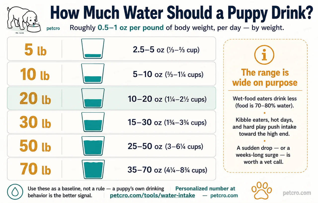 How much water a puppy should drink per day by body weight, roughly 0.5 to 1 ounce per pound. Six rows, each with a teal water glass that fills higher as weight increases: 5 lb needs 2.5 to 5 oz (one-third to two-thirds cup); 10 lb needs 5 to 10 oz (two-thirds to 1.25 cups); 20 lb needs 10 to 20 oz (1.25 to 2.5 cups); 30 lb needs 15 to 30 oz (1.75 to 3.75 cups); 50 lb needs 25 to 50 oz (3 to 6.25 cups); 70 lb needs 35 to 70 oz (4.25 to 8.75 cups). Side callout, the range is wide on purpose: wet-food eaters drink less because food is 70 to 80 percent water; kibble eaters, hot days, and hard play push intake toward the high end; a sudden drop or a weeks-long surge is worth a vet call. Personalized number at petcro.com/tools/water-intake.