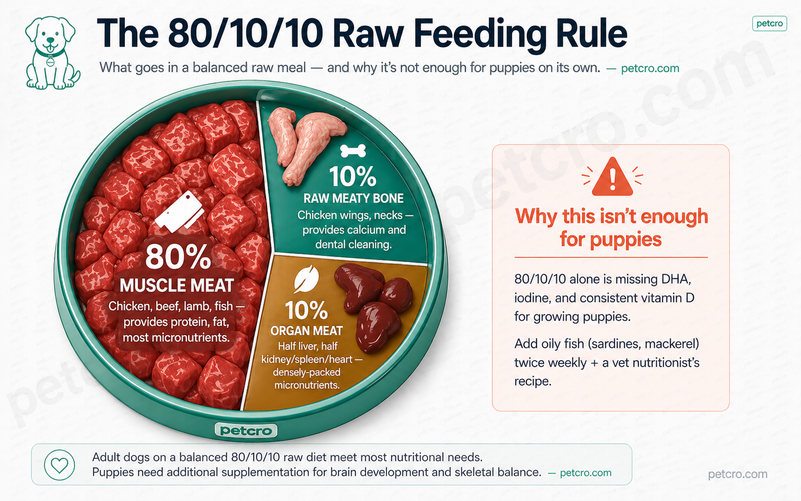 The 80/10/10 raw feeding rule — what goes in a balanced raw meal: 80% muscle meat (chicken, beef, lamb, fish for protein and fat), 10% raw meaty bone (chicken wings, necks for calcium), 10% organ meat (half liver, half kidney/spleen/heart for micronutrients). Includes a warning that 80/10/10 alone is insufficient for puppy growth without DHA and supplementation