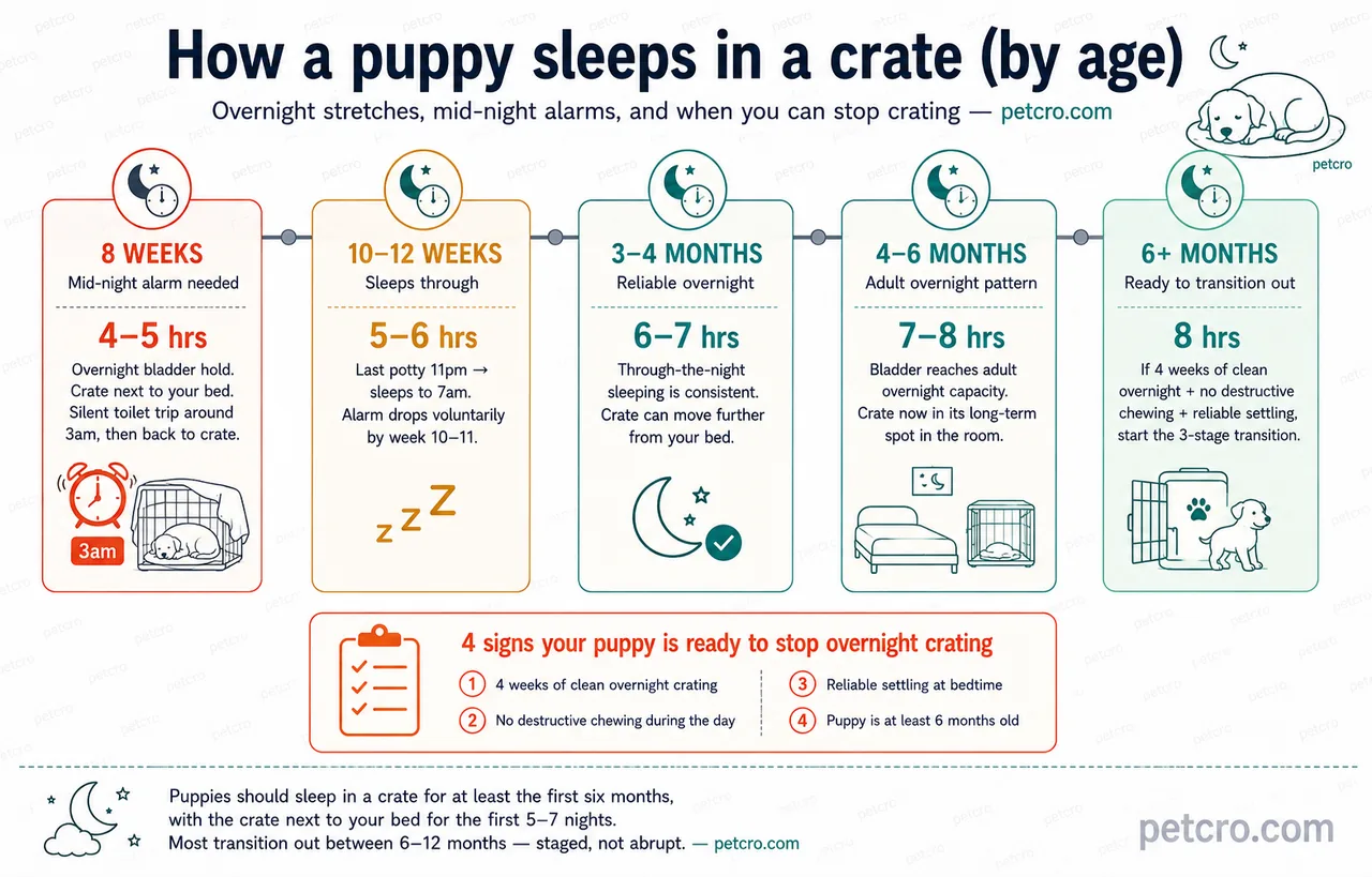 Overnight crate-sleeping timeline by age — 5 stages from 8 weeks to 6+ months. 8 WEEKS (coral): mid-night alarm needed, 4–5 hrs overnight bladder hold, crate next to your bed, silent toilet trip around 3 am then back to crate. 10–12 WEEKS (golden brown): sleeps through, 5–6 hrs, last potty 11 pm then sleeps to 7 am, alarm drops voluntarily by week 10–11. 3–4 MONTHS (teal): reliable overnight, 6–7 hrs, through-the-night sleeping is consistent, crate can move further from your bed. 4–6 MONTHS (teal): adult overnight pattern, 7–8 hrs, bladder reaches adult overnight capacity, crate now in its long-term spot in the room. 6+ MONTHS (mint): ready to transition out, 8 hrs, if 4 weeks of clean overnight plus no destructive chewing plus reliable settling, start the 3-stage transition. Orange clipboard callout below the timeline lists the 4 signs your puppy is ready to stop overnight crating: 1. 4 weeks of clean overnight crating, 2. No destructive chewing during the day, 3. Reliable settling at bedtime, 4. Puppy is at least 6 months old. Caption ties to the cluster phrasings: puppies should sleep in a crate for at least the first six months with the crate next to your bed for the first 5–7 nights; most transition out between 6–12 months — staged, not abrupt.