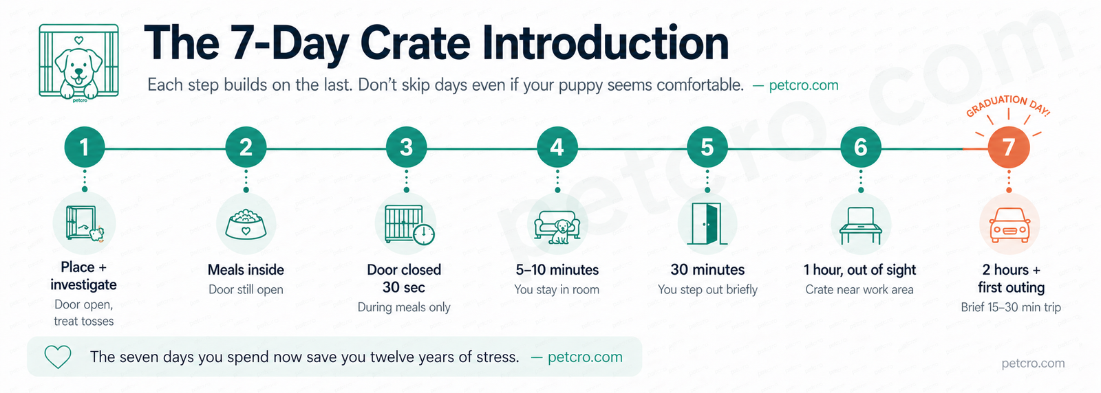 The 7-day crate introduction schedule: day 1 place and investigate, day 2 meals inside, day 3 door closed 30 seconds, day 4 five to ten minutes, day 5 thirty minutes, day 6 one hour out of sight, day 7 two hours plus first outing (graduation day, highlighted in coral)